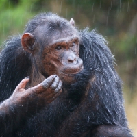 Žízeň šimpanze